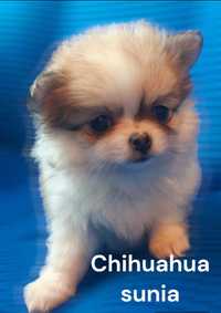 Chihuahua długowłosa rodowód
