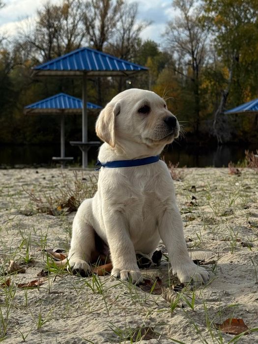 Безумовна любов - ось вона