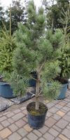 Сосна белокорая Pinus leucodermis Scheverdigen