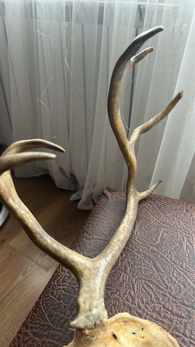 Рога Северного оленя