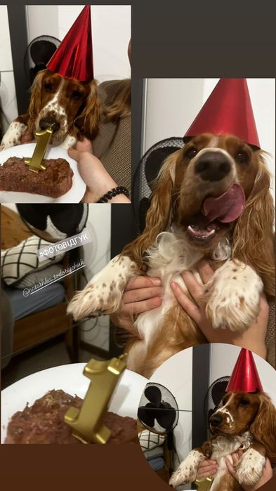 Класний потужний хлопчик спаніель