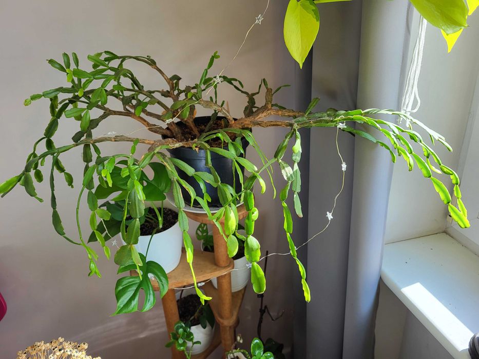 ogromny kaktus schlumbergera grudnik wieloletni