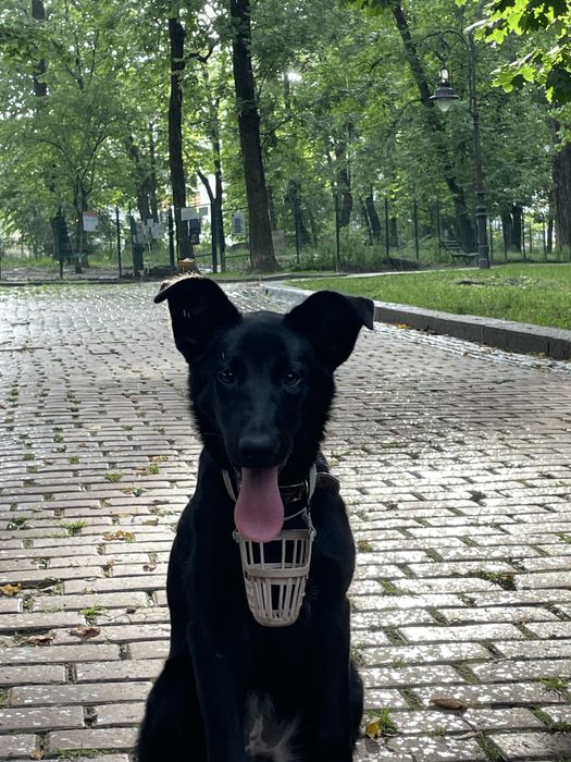Цуценя, терміново