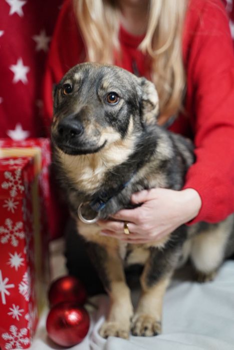 Przecudowny Leon szuka domu! ADOPTUJ