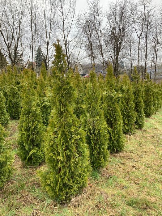 Tanio - Tuja Thuja Szmaragd SPRZEDAŻ Kraków Konary