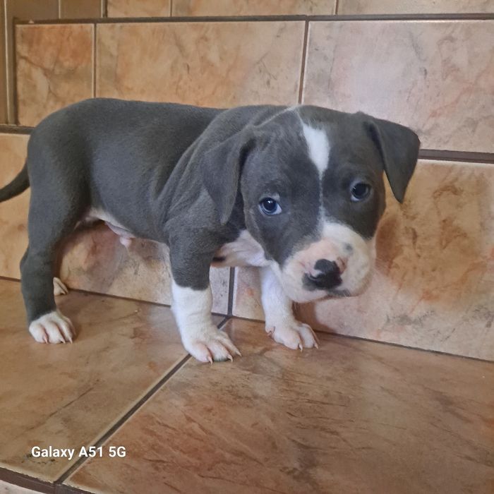Piesek American Staffordshire Terrier