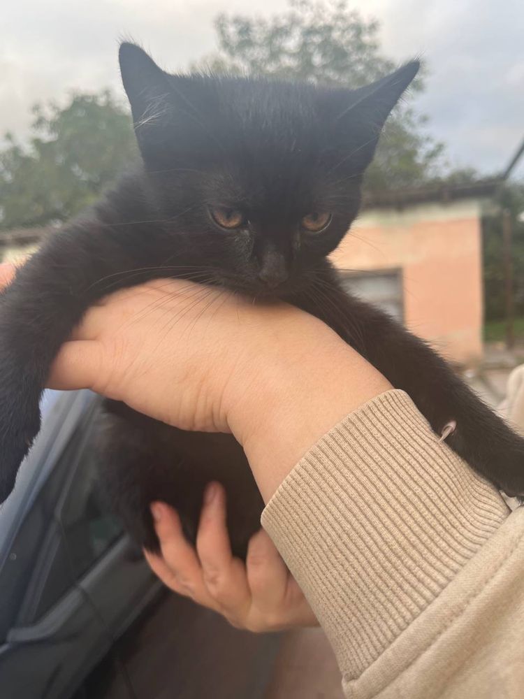 Котики в добрі руки БЕЗКОШТОВНО