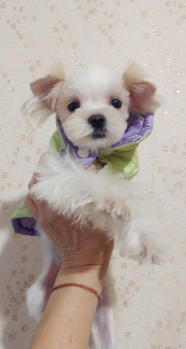 Мини крошка девочка, в теплом окрасе