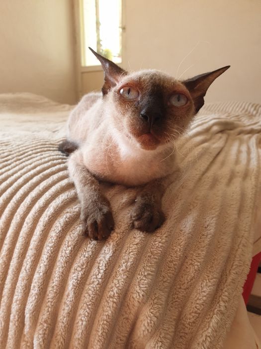 Канадський сфінкс велюрова дівчинка