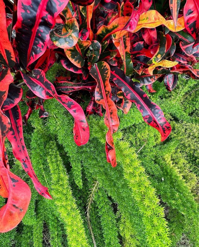 Serviços de jardinagem em Lisboa