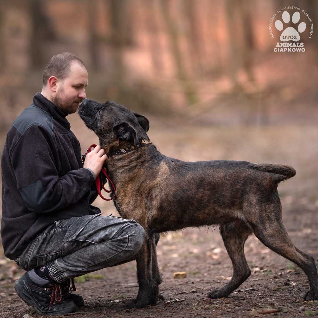 Ramzes szuka odpowiedzialnego domu w OTOZ Animals Schronisku Ciapkowo!