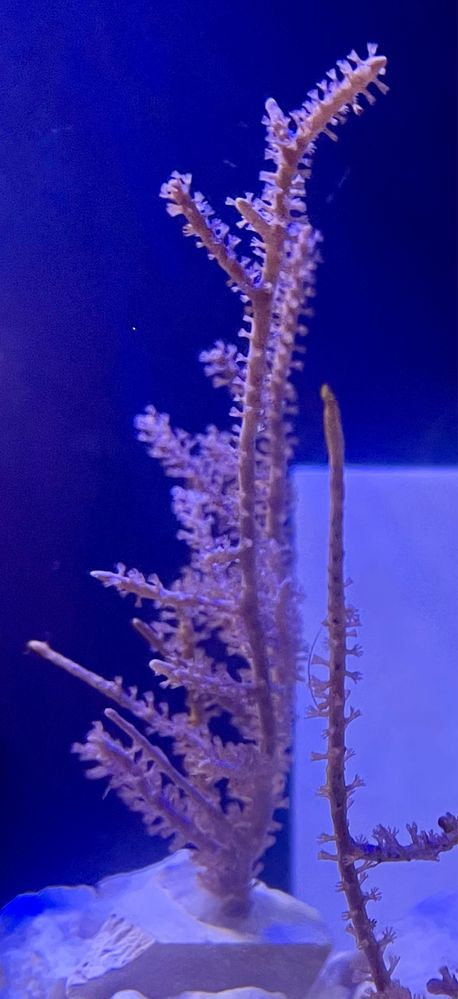 Pseudogorgonia - akwarium morskie