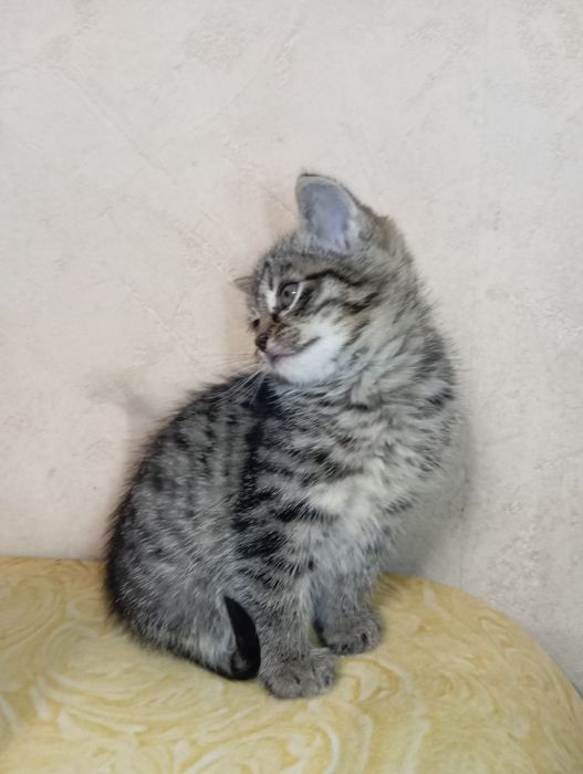 Віддам кошенят. Кошенята шукають господарів