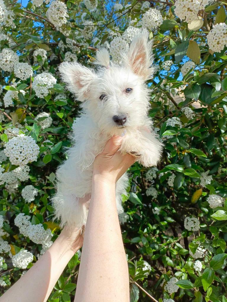 Śliczna sunia West Highland White Terrier