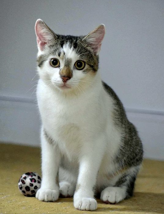 5 miesięczny śliczny Peter do adopcji