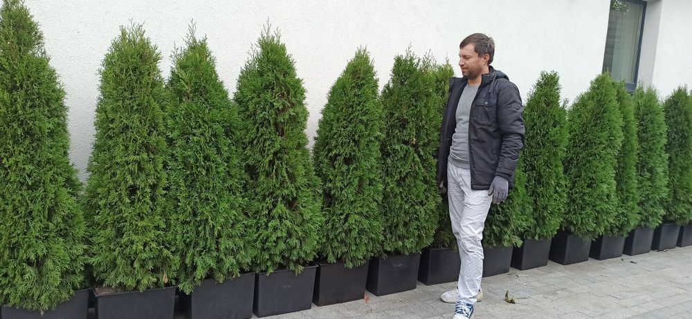 Туя Західна Смарагд 150 см. Продаж, оренда