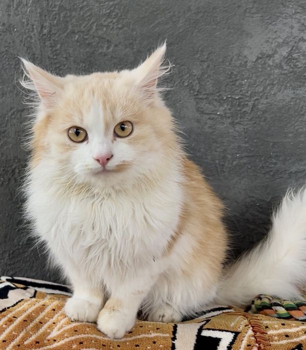 Риженке британське кошенятко