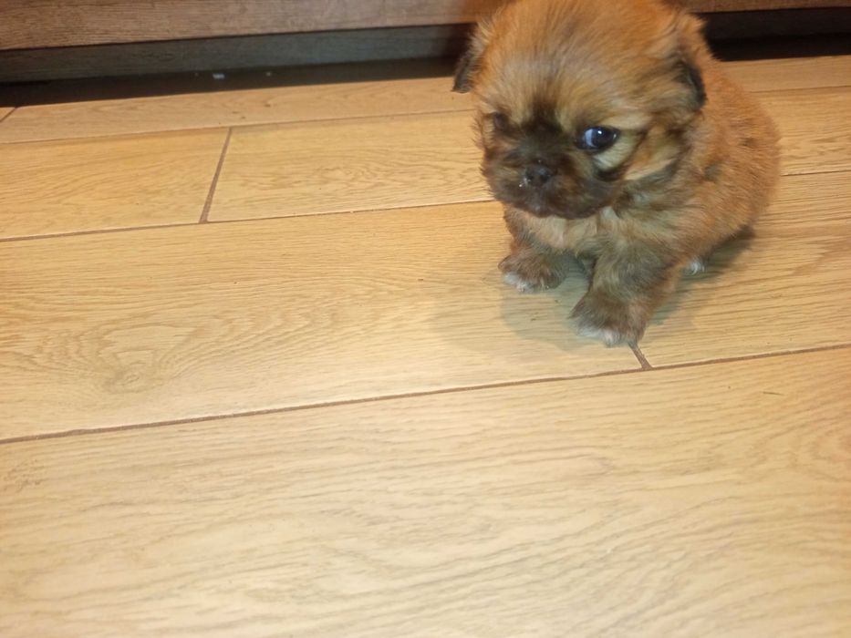 Piesek i suczka pekinczyk