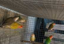 Agapornis roseicollis disponiveis