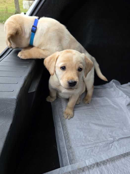 Цуценята лабрадора