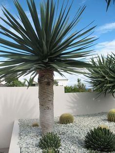 SMOCZE DRZEWO Dragon Blood + Gratisy!