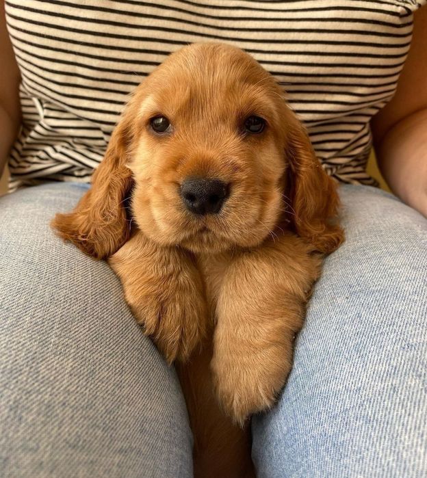 Продаються , готуються до продажу цуценята англійських спаніелів