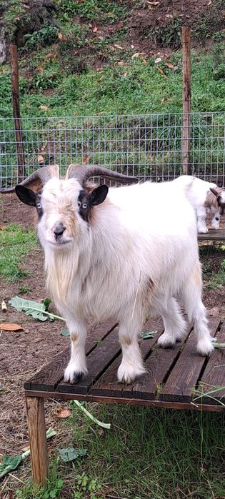 Vendo Cabrito Micro Anão Pigmeu (AZUL)