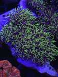 Trawka Fluo Pachyclavularia Light Green FLUOLAMPS WYSYLKI