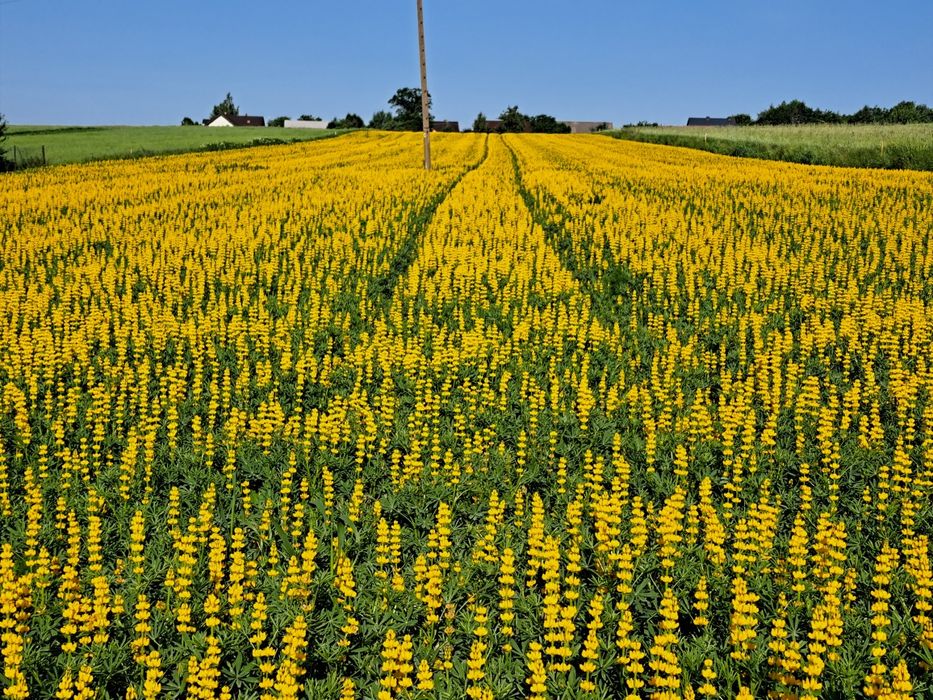 Łubin żółty Puma