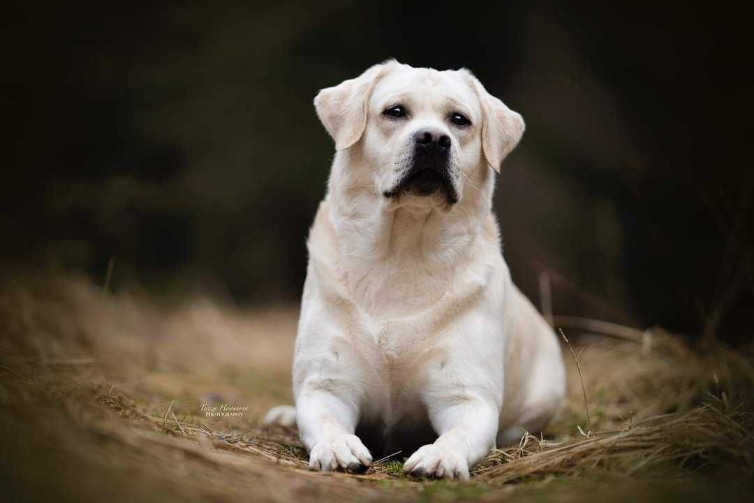 Labrador Retriever Fêmea filha de campeão de beleza