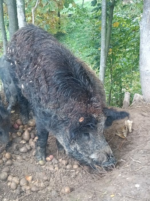 Mangalica knur świnio dz.