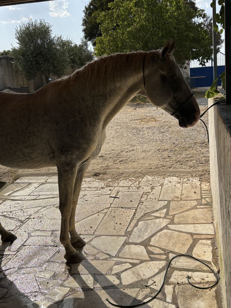 Cavalo alto manso