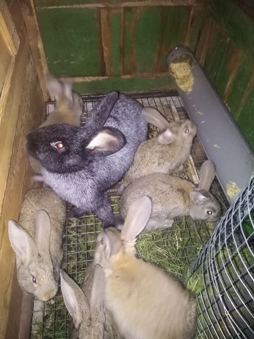 Продам кроликів.Або обмін один на один.Цікаво щось із великих порід.