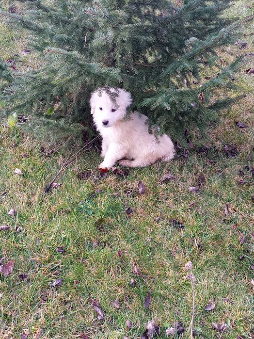 Owczarki podhalańskie