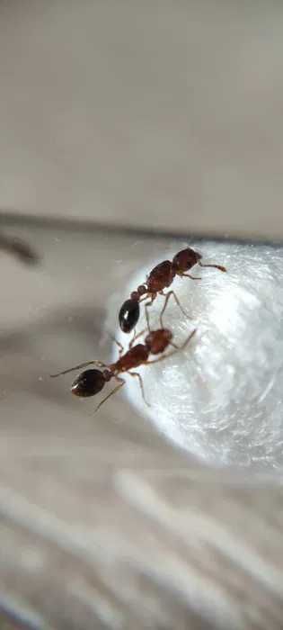 Tetramorium bicarinatum różne kolonie