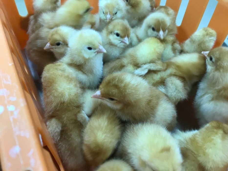 Kurczaki pisklęta nioski, Leghorn, Greenshell, Sussex, Rosa, Araukany