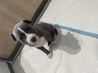 American Staffordshire terrier