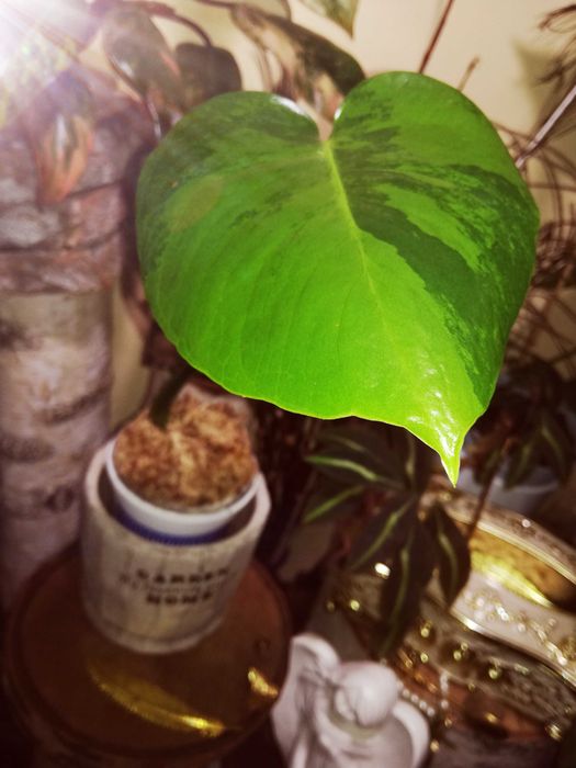 Monstera Green on Green Variegata mint philodendron big form