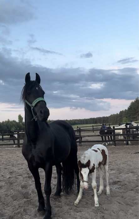 Sprzedam klacz z źrebakiem