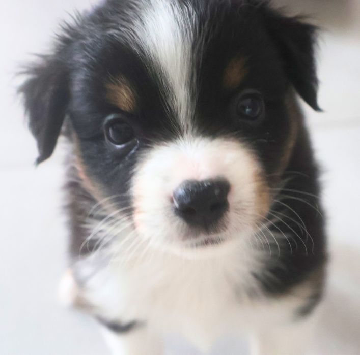 Miniaturowy Owczarek Amerykański, MAS, suczka FCI