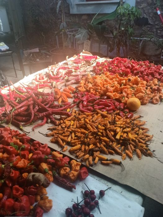 Piri- piri Biológico