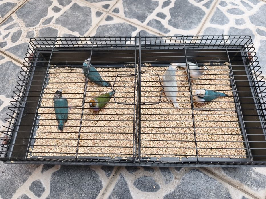 Diamantes Gould últimos para venda