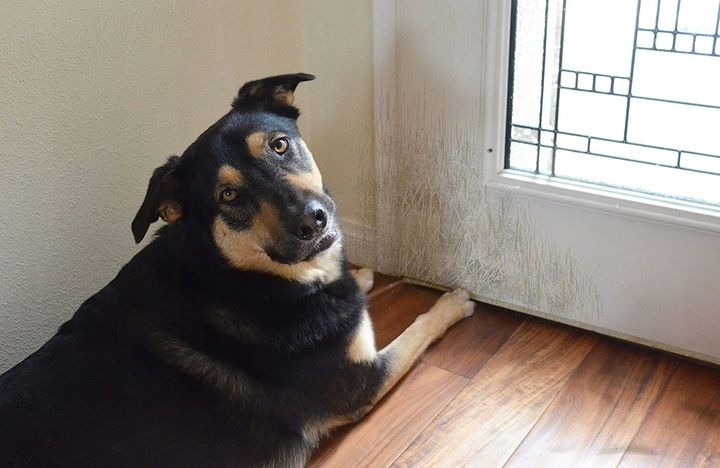 Folia Ochronna Drzwi Meble Przeciw Drapaniu 100x50