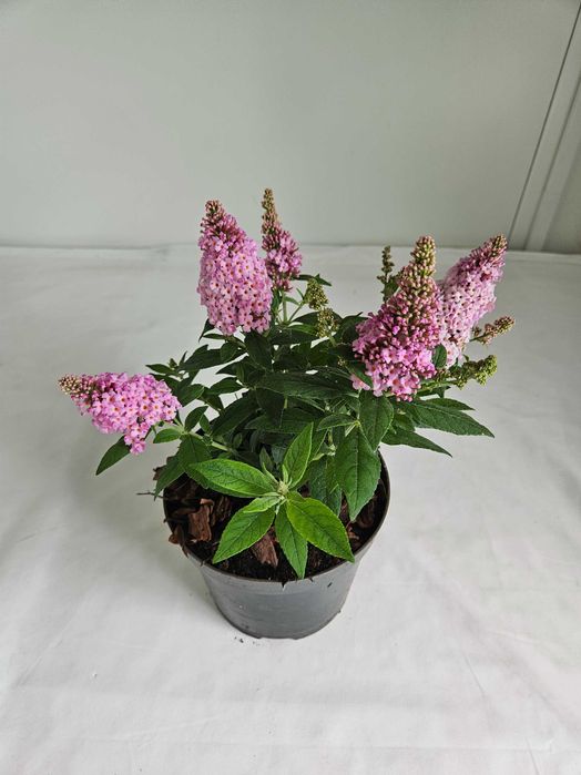 Budleja Dawida Little Pink 35cm – ozdobny krzew motyli do ogrodu C2