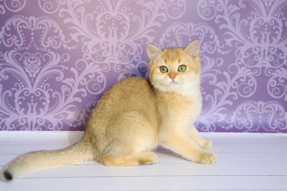 Плюшевий красунчику в золотистому забарвлені