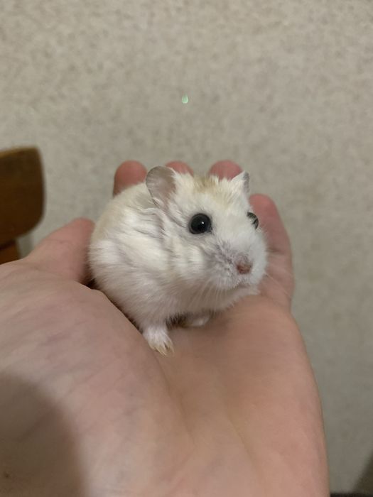 Джунгарик хомяк самець