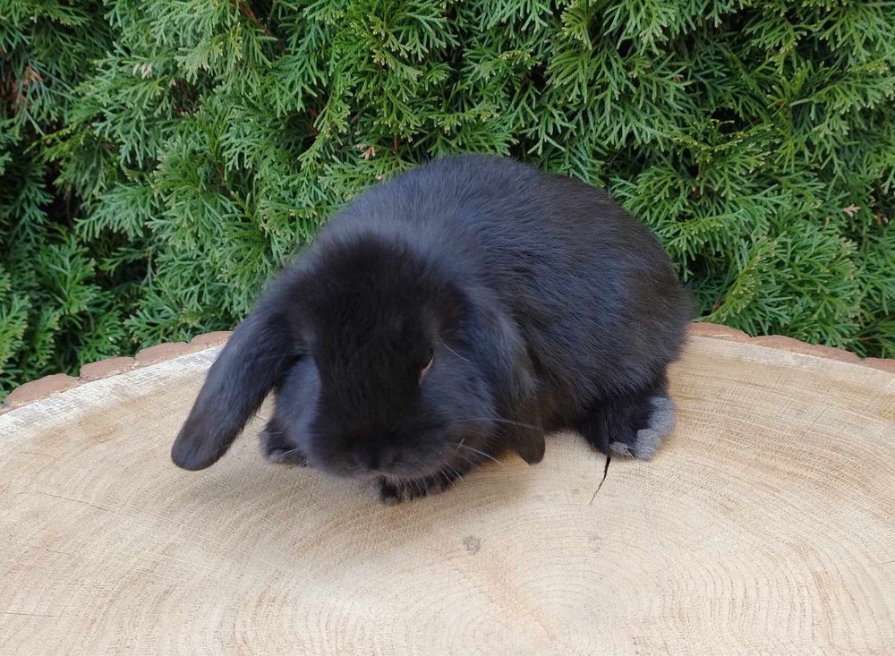 Mini lop króliczki baranki