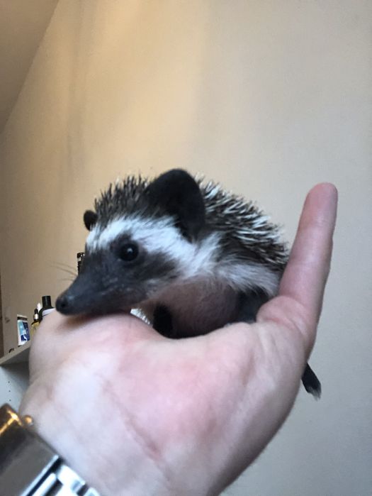 Młode Jeżyki Pogmejakie z Domowej Hodowli