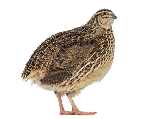 Ovos de codorniz