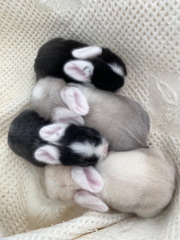 Coelhinhos anões mini lop (orelhudos)
